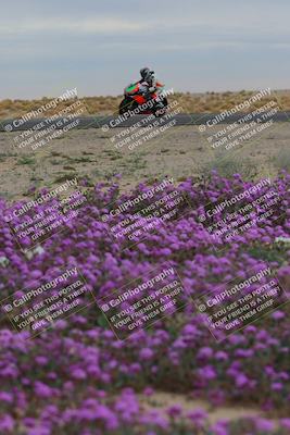 media/Jan-14-2023-SoCal Trackdays (Sat) [[497694156f]]/Turn 14 Exit Bloomig (145pm)/